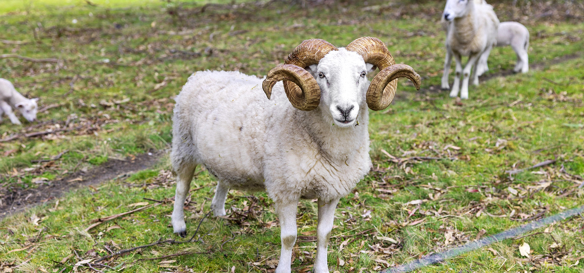 Runnymede Farm Runnymede Farm